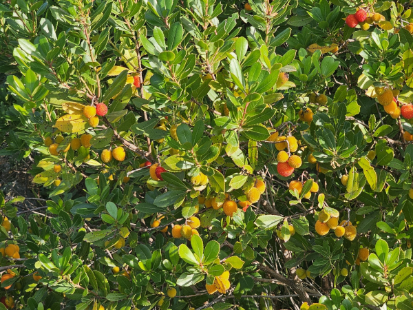 (Foto: Tomislav Beronić)