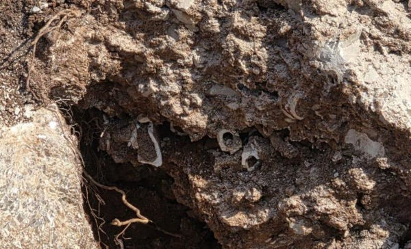 Prikaz nalaza - vjerojatna fosilizacija