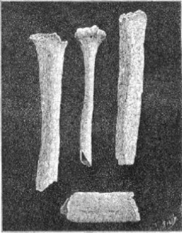 Slika 1: Tri koštana fragmenta pripisana divu iz Castelnaua. U sredini, perforirani humerus normalne veličine.