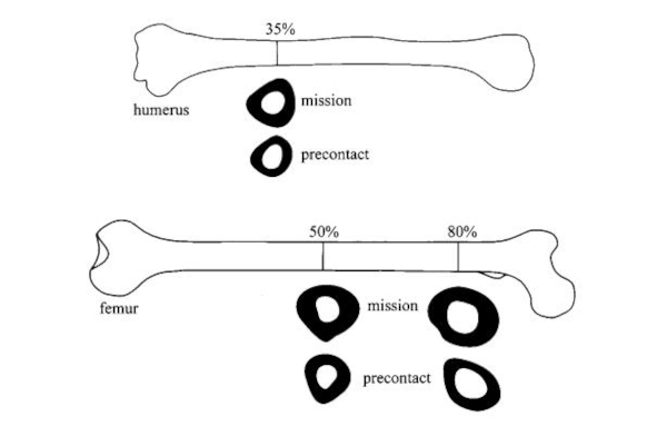 Slika 3: Prikaz nadlaktične i bedrene kosti sa sekcijama (4)