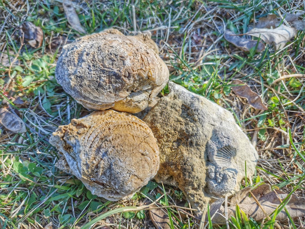 Među kamenjem odronjenim sa zidova Steničnjaka moguće je pronaći i - fosile! (Foto: Erika Malešić)