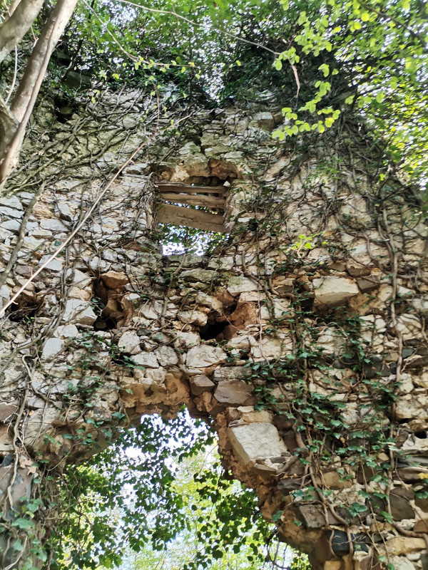 Kulu od urušavanja, osim vrlo dobre gradnje, čuva razgranati bršljan koji ju je sa svih strana zaštitnički obgrlio (Foto: Tomislav Beronić)