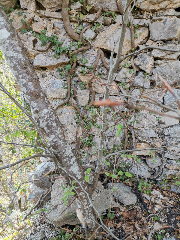 Korijenje bršljana ujedno i rastače i čuva zidinu kule (Foto: Tomislav Beronić)
