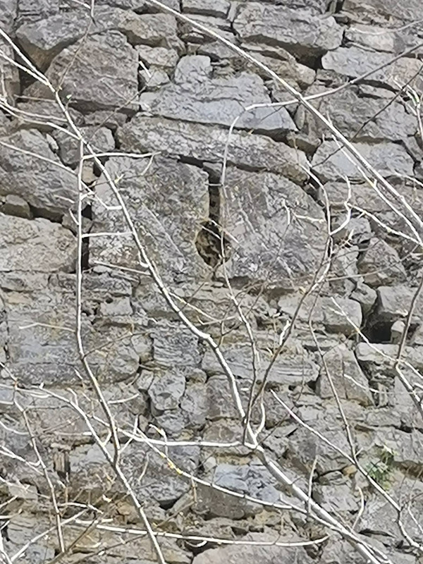 Sačuvana puškarnica na otprilike polovici visine branič - kule Klokoča (Foto: Tomislav Beronić)
