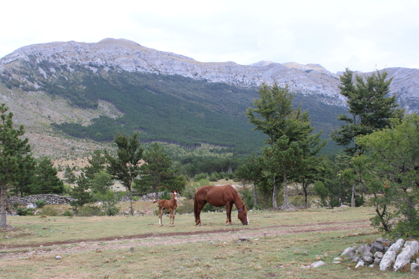 Predaja iz sela Đevrske svjedoči da je nekoć bilo snažnih ljudi koji su, primjerice, odjednom mogli na konja postaviti teret (samar sa svim tovarom) težine i do 150 kilograma (Foto: Goran Majetić)