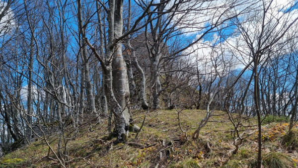 Utvrda se nazire kroz krošnje (Foto: Tomislav Beronić)