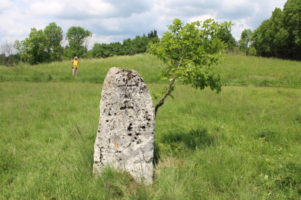 Uz osamljeni stećak, koji strši iz livade poput stupa, raste mladi hrast, drvo kojemu se u dinarskim krajevima od davnina pripisuje svetost (Foto: Goran Majetić)