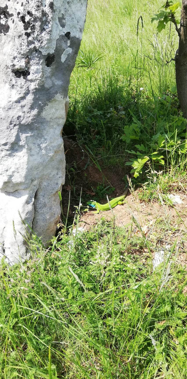 ... a to je zelena gušterica, kojoj podnožje starinskog stećka služi kao obitavalište (Foto: Martina Majetić)