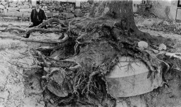 Ogroman poklopac sarkofaga cilindričnog oblika ispod drevne platane u dvorištu Starog saraja nedaleko bivše crkve Svete Irene u Istambulu, iskopan 1916. godine (Izvor: Bob Atchison - My world of Byzantium (https://www.pallasweb.com/deesis/))